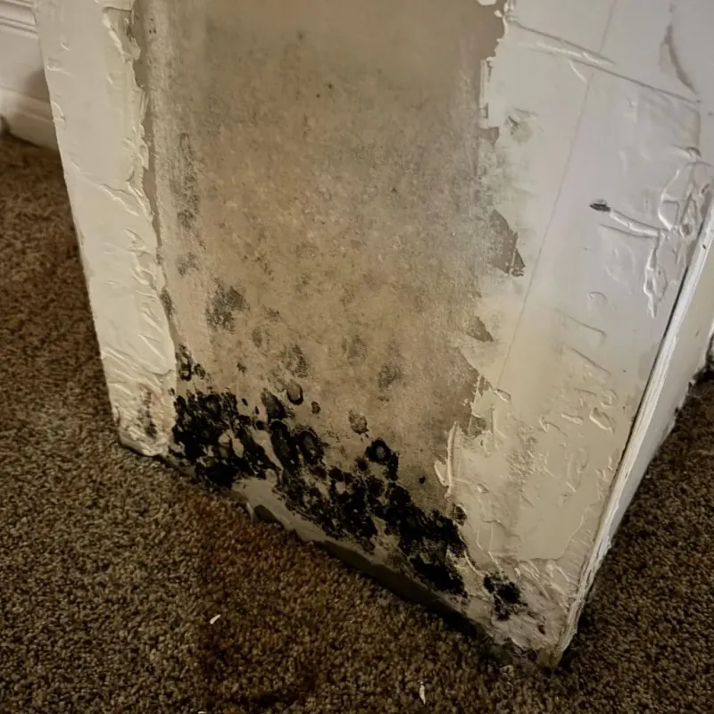 Professional Mold Removal in Butler County, KY